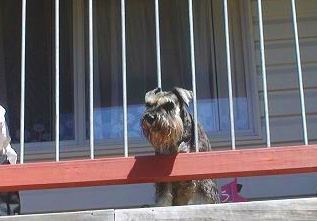 Pets - dog on the cottage balcony