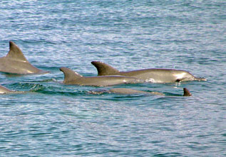 Dolphins in the river